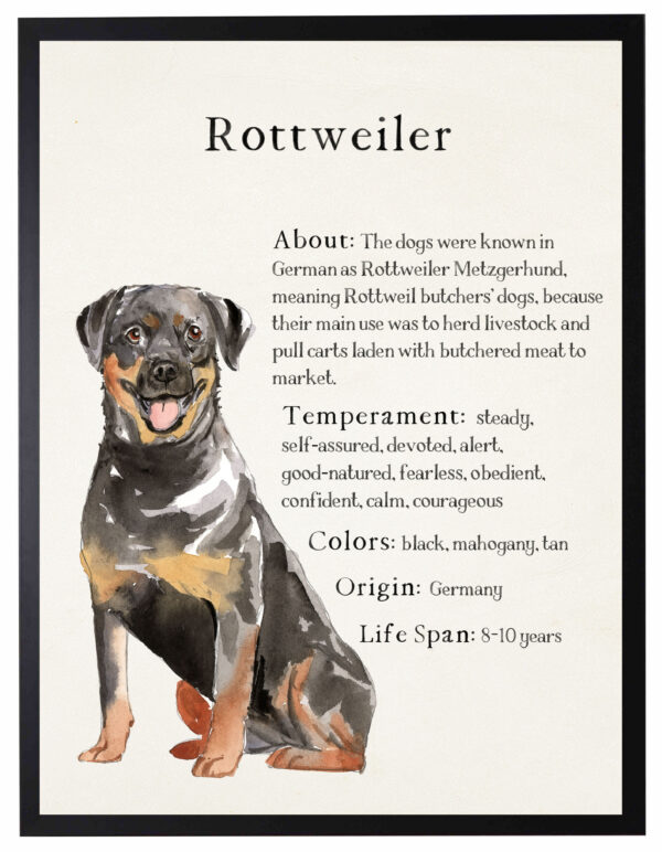 Watercolor Rottweiler with breed facts