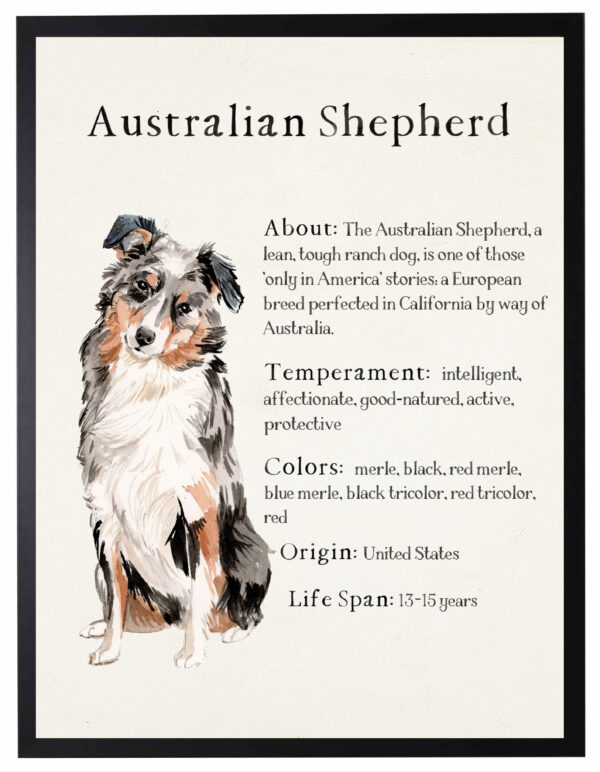 Watercolor Australian Shepherd with breed facts