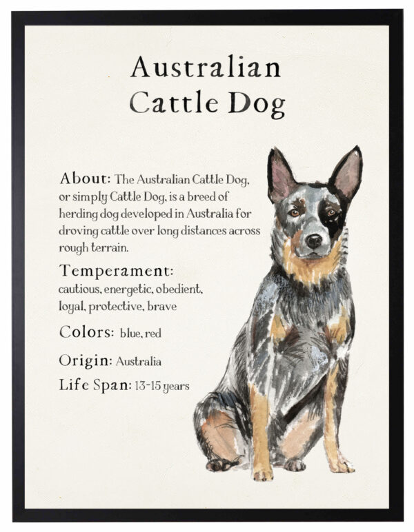 Watercolor Australian Cattle Dog with breed facts
