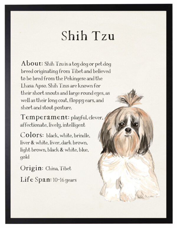 Watercolor Shih Tzu with breed facts