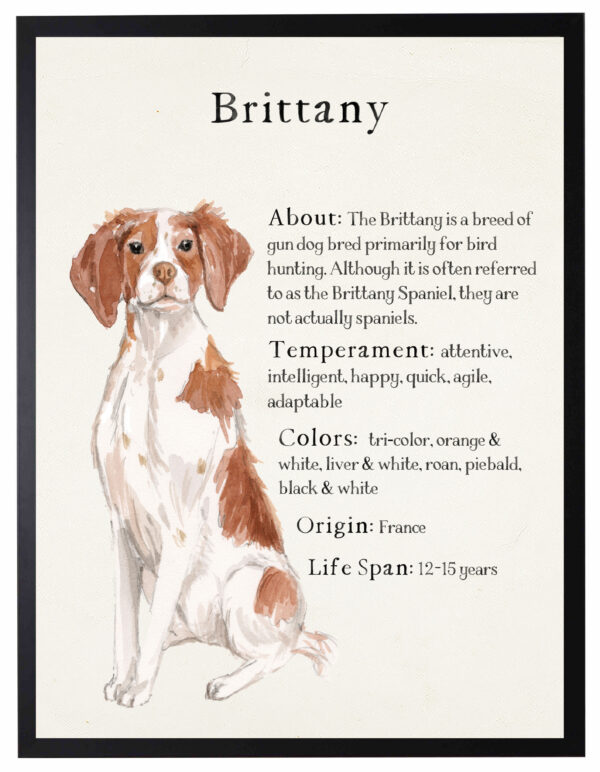 Watercolor Brittany dog with breed facts