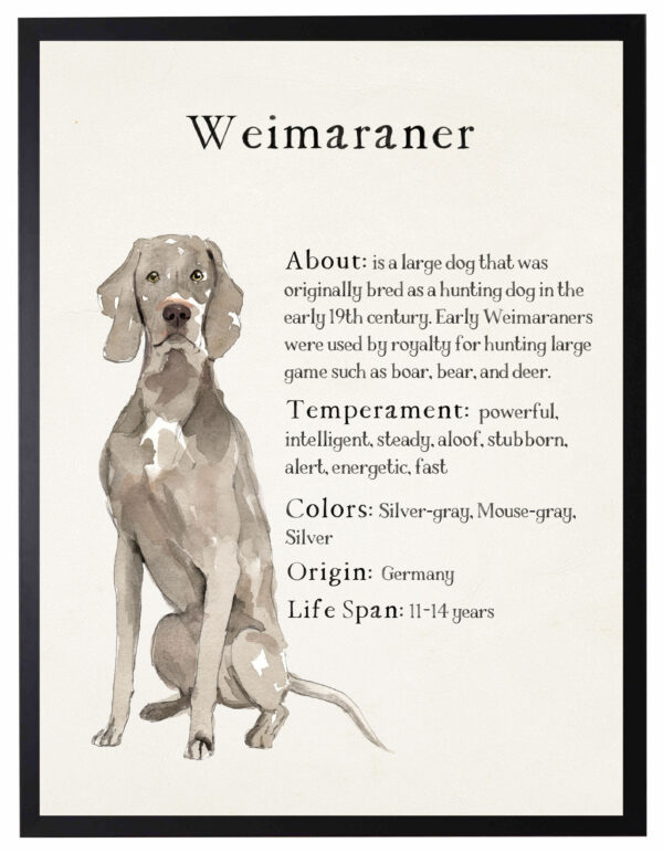 Watercolor Weimeraner with breed facts