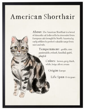 Watercolor American Shorthair cat with breed facts