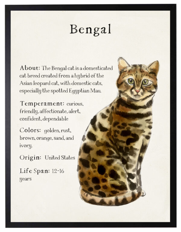 Watercolor Bengal cat with breed facts