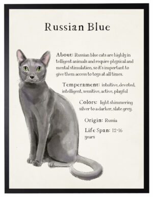 Watercolor Russian Blue cat with breed facts