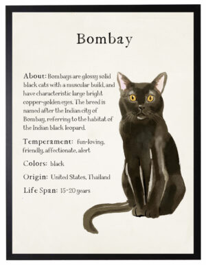 Watercolor Bombay cat with breed facts
