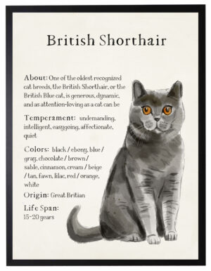 Watercolor British shorthair cat with breed facts
