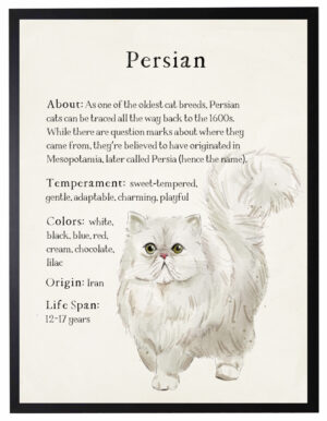 Watercolor Persian cat with breed facts
