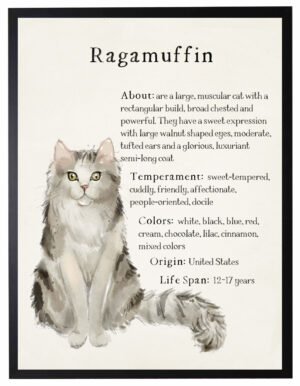 Watercolor Ragamuffin cat with breed facts