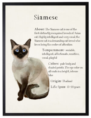 Watercolor Siamese cat with breed facts