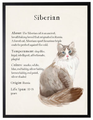 Watercolor Siberian cat with breed facts
