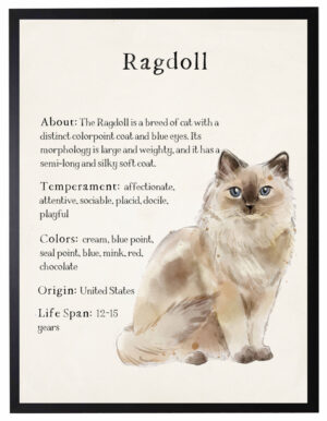 Watercolor Ragdoll cat with breed facts