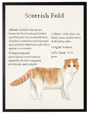 Watercolor Scottish Fold cat with breed facts
