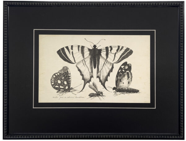 Vintage black and white moth illustrations on a distressed background matted in black