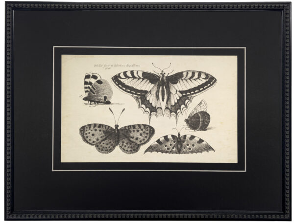 Vintage black and white moth illustrations on a distressed background matted in black