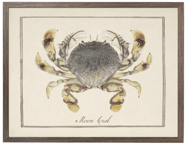 Moon crab vintage image on a distressed background