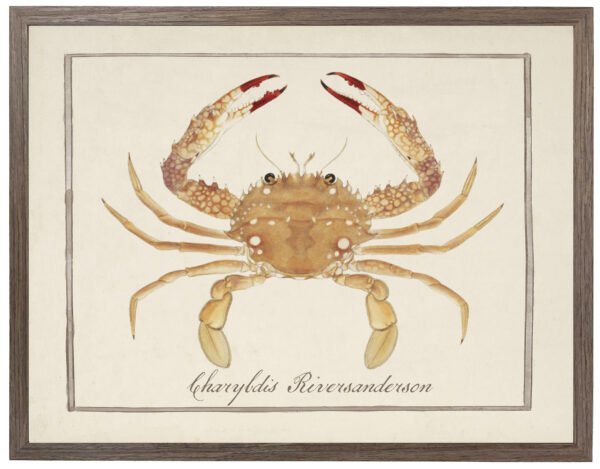 Charybdis Riversanderson crab vintage image on a distressed background