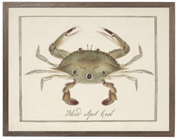Blood Spot crab vintage image on a distressed background