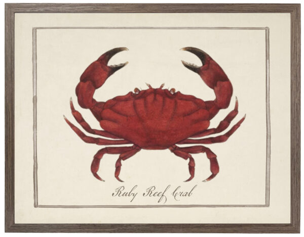 Ruby Reef crab vintage image on a distressed background