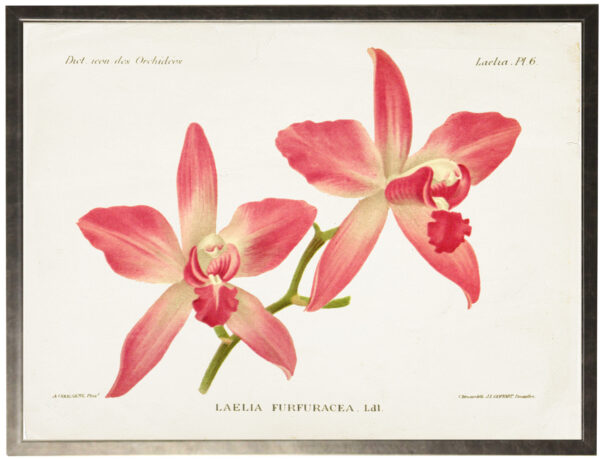 Vintage orchid bookplate on a distressed background