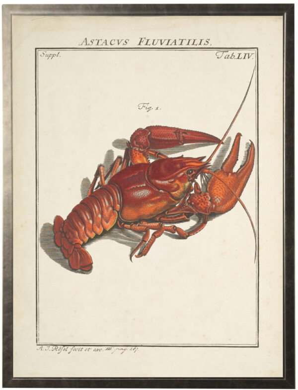 Vintage bookplate of a lobster on a distressed background