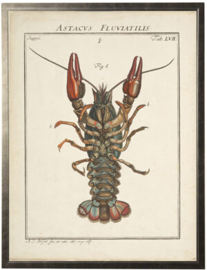 Vintage bookplate of a lobster on a distressed background