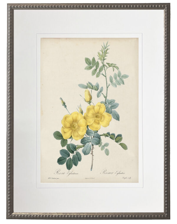 Vintage yellow rose print matted in a cream mat