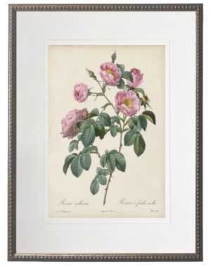 Vintage pink rose print matted in a cream mat