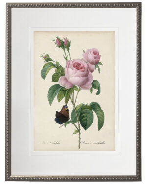 Vintage pink rose print matted in a cream mat