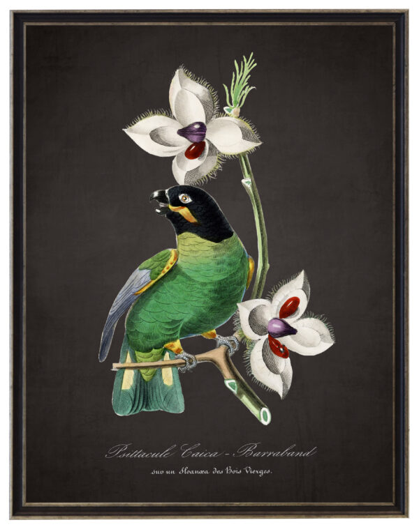 Vintage Parakeet and flower print on a distressed black background