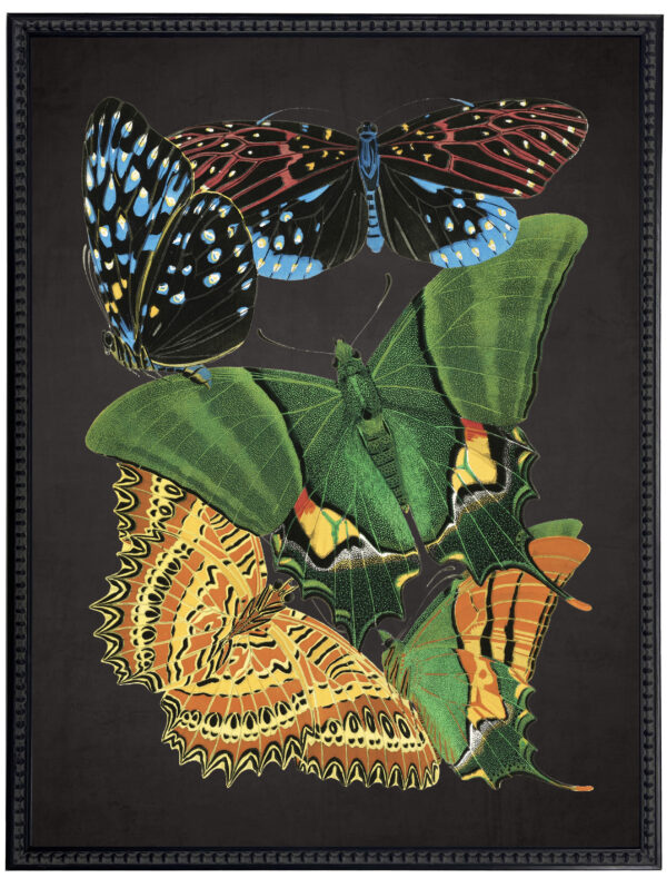 Vintage bright multi butterfly print on a distressed black background