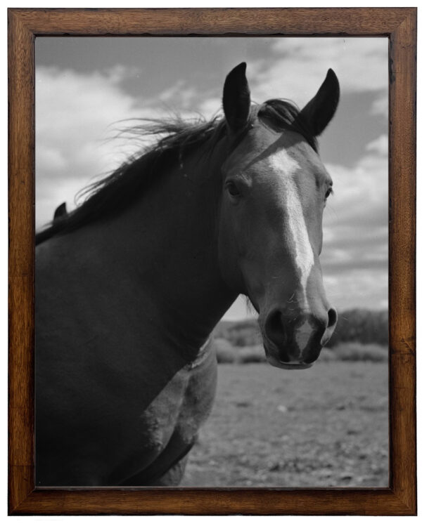 Vintage black and white horse photograph