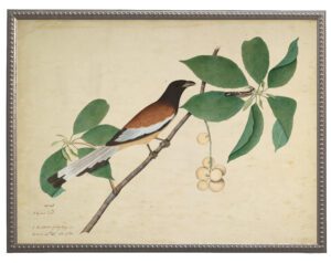 Vintage rufous treepie bird on a distressed background