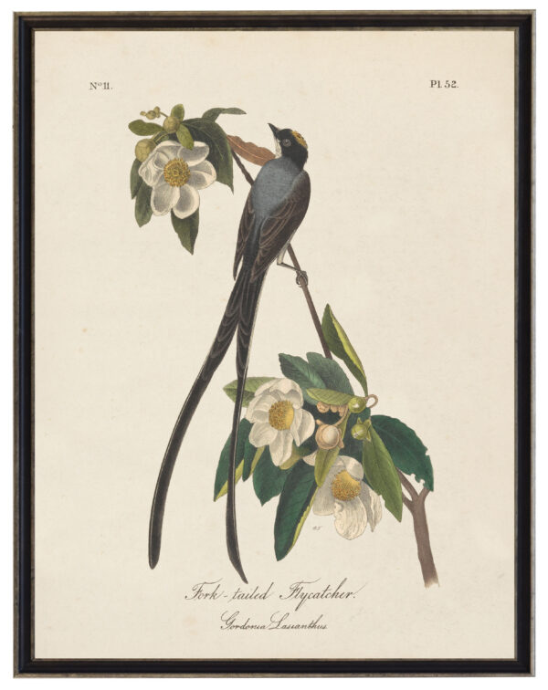 Fork-Tailed Flycatcher Audobon print on a distressed background