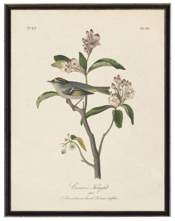 Cuvier's Kinglet  Audobon print on a distressed background