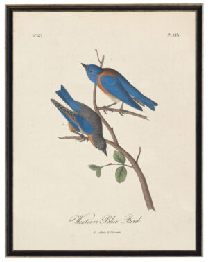 Western Blue Bird Audobon print on a distressed background