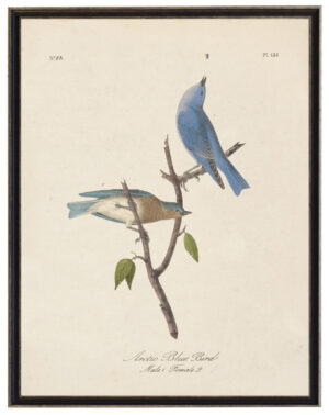 Arctic Blue Bird Audobon print on a distressed background