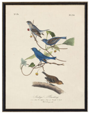 Indigo Bunting Bird Audobon print on a distressed background