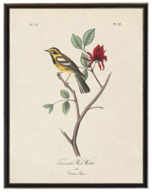 Townsend's Wood Warbler Audobon print on a distressed background
