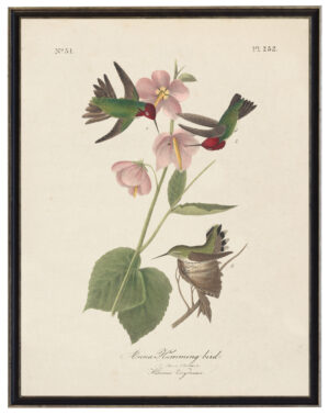 Anna Hummingbird Audobon print on a distressed background