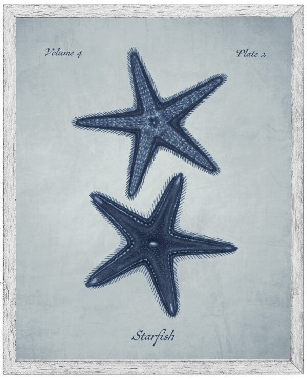 Navy starfish on a pale blue distressed background