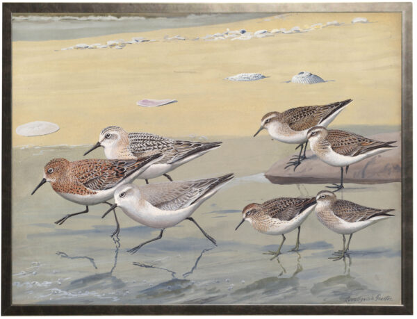 Vintage Sandpipers painting reproduction