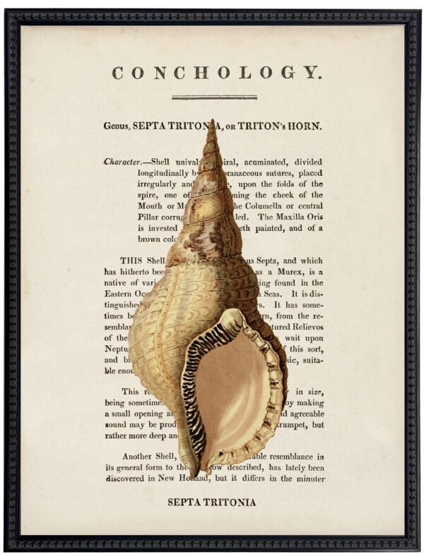 Vintage shell illustration on book description page on a distressed background