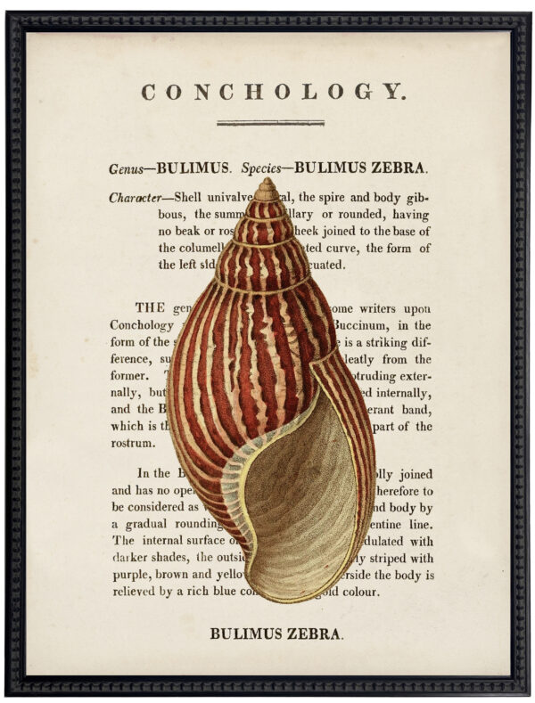 Vintage shell illustration on book description page on a distressed background