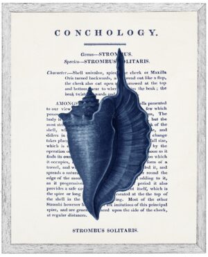 Vintage shell illustration in navy  on book description page on a distressed background