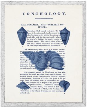 Vintage shell illustration in navy  on book description page on a distressed background