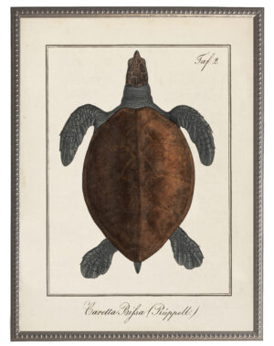 Vintage Sea Turtle illustration on a distressed background