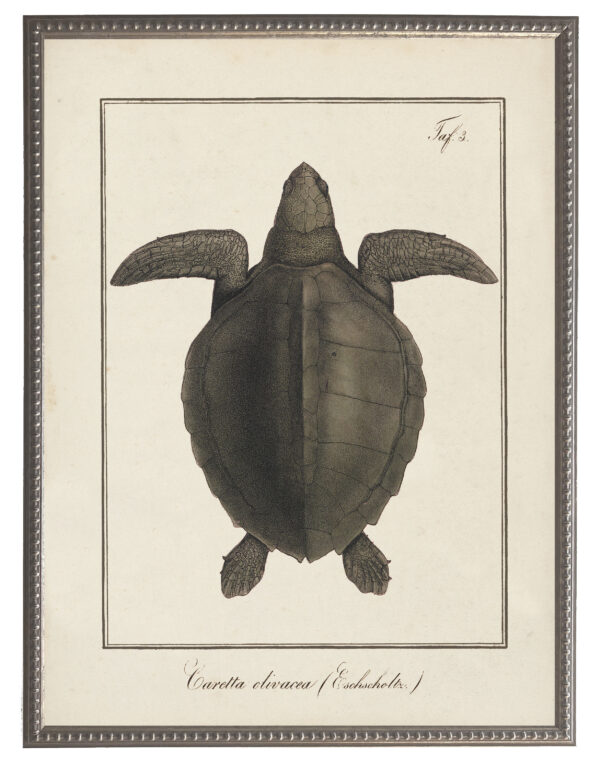 Vintage Sea Turtle illustration on a distressed background