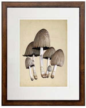 Vintage illustration of neutral mushrooms matted in a cream mat