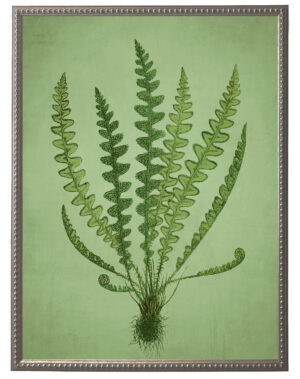 Green fern illustration on a green distressed background